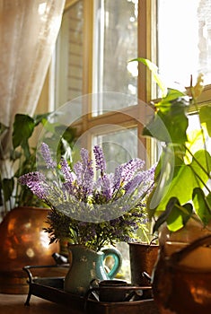 Beautiful view of sunlit houseplants on window