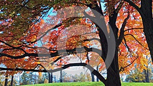 Beautiful view of sunny colourful autumn leaf colour.  Tile up and swish pan camera movement.