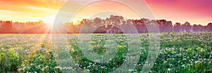 Beautiful view of the sunset on the field with fluffy white dandelions.