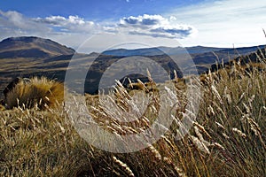 Pradera in the andean photo