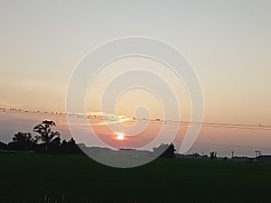 A beautiful view before the sunset . some birds There are rows and rows in line photo