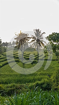 Beautiful view of Swales green rice fields in Nanggulan, Kulonprogo, Yogyakarta