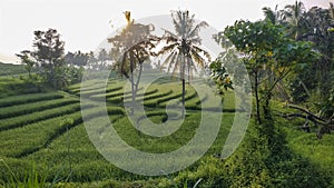 Beautiful view of Swales green rice fields in Nanggulan, Kulonprogo, Yogyakarta
