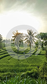 Beautiful view of Swales green rice fields in Nanggulan, Kulonprogo, Yogyakarta