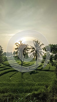 Beautiful view of Swales green rice fields in Nanggulan, Kulonprogo, Yogyakarta