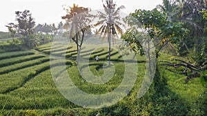 Beautiful view of Swales green rice fields in Nanggulan, Kulonprogo, Yogyakarta