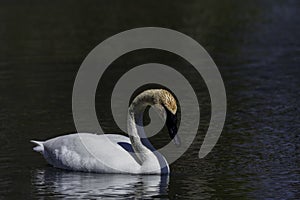 Beautiful view of Swans hanging out in Ontario\'s Brockville area with a blurry background