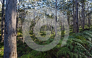 Beautiful view of the tall Karri trees in a forest captured in Western Australia