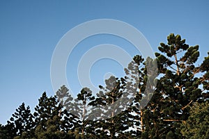 Beautiful view of tall trees branches against blue sky