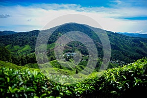 A beautiful view at the tea plantation in Cameron Highland