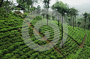 Beautiful view on tea plantation near Nuwara Eliya