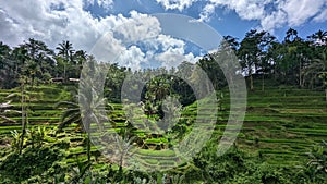 Beautiful view of the Tegallalang Rice Terrace in Bali, Indonesia.