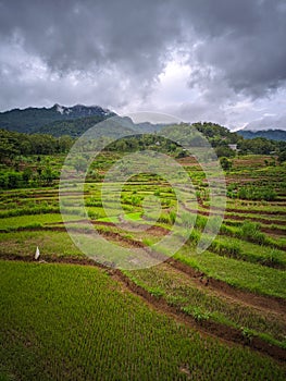 Beautiful view on terraced rice fields