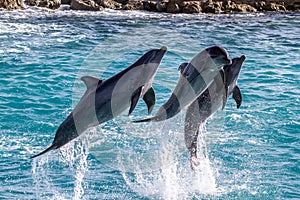 Beautiful view of three dolphins jumping out of the water on a sunny day