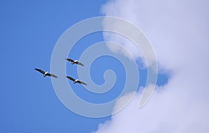 Beautiful view of three eagles flying in the sky on a cloudy day