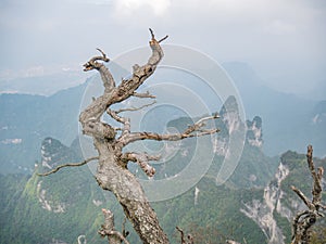 Beautiful view on Tianmen mountain national park with tree in zhangjiajie city China