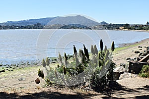 Beautiful View In Tiburon Looking Out At Richardson Bay With Mount Tamalpais In Marin County California