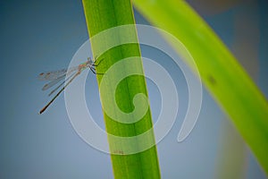 Beautiful view of a tiny dragon flie standing on a plant with blurred background