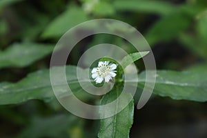 A beautiful view of a tiny white flower on a false daisy plant