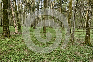 Beautiful view of tjhe original Bialowieza Forest, Poland