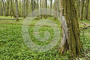 Beautiful view of tjhe original Bialowieza Forest, Poland