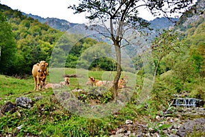 Group of brown reposing cows at the mountain pasture in a summer day.