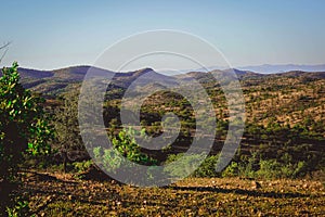 Beautiful view of the trees in the desert in Namibia, Africa