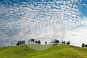 Beautiful view of trees on a hill and grazing sheep under the blue sky