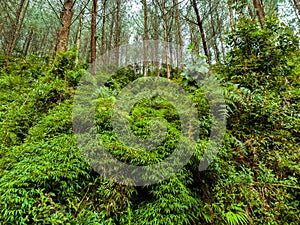Beautiful view of trees on a mountain