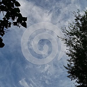 Beautiful view through tress of the blue sky with light cirrostratus clouds