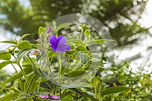 Beautiful view of tropical flowers Tibouchina urvilleana family Melastomataceae native to Brazil.