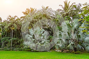 Beautiful view of a tropical rainforest in a monsoon climate with unique palm trees of different types