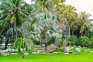 Beautiful view of a tropical rainforest in a monsoon climate with unique palm trees of different types