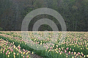 Beautiful view of tulip farm and nice scenery