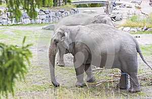 Beautiful view of two cute elephants in zoo aviary. Wild animals concept.