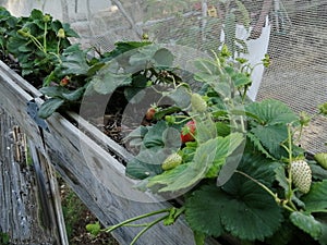 Beautiful view of Unripe strawberry fruits