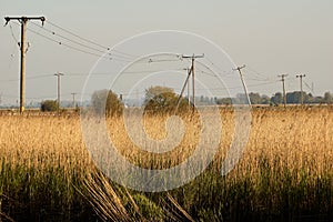 Beautiful view of utility poles in a field near Reedham in Norfolk during daytime