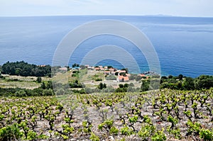 Beautiful view on vineyard on the hillside by the sea. Landscape with vines on Mediterranean. White wine grapes on a grapevine in
