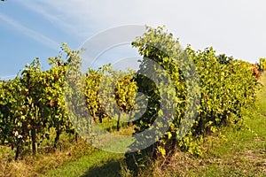 A beautiful view of vineyard in the Marche region, Italy. Nature background with vineyard in autumn harvest. Bright