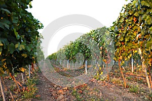 Beautiful view of vineyard rows