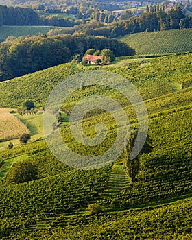 Beautiful view of a vineyard in a sunny day in Austria