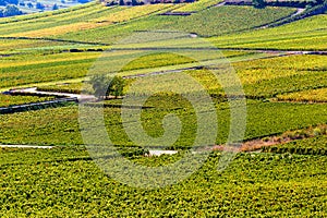 Beautiful view of the  vineyards in Burgundy, France