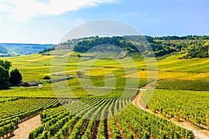 Beautiful view of the  vineyards in Burgundy, France