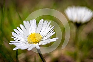 Beautiful view of waterdrops on the petals of a white daisy flower on a blurry background