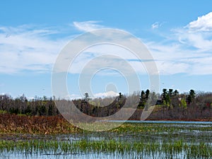 Beautiful view of the wetlands of Upper Mason Pond in Belfast Maine in the morning light