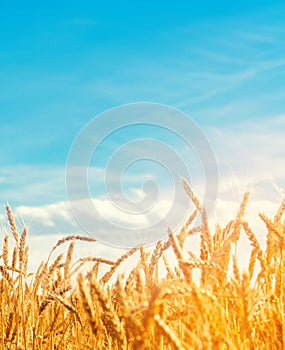 Beautiful view of the wheat field and blue sky in the countryside. Cultivation of crops. Agriculture and farming. Agro industry.