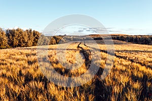 Beautiful view of a wheat field in the countryside of Spain