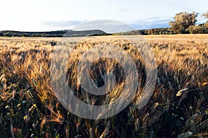 Beautiful view of a wheat field in the countryside of Spain