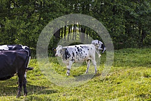 Beautiful view of  white brown cows on pasture.  Beautiful animals background.
