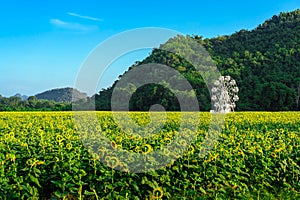 Beautiful view of white ferris wheel in sunflower farm with mountain in background. Ferris wheel with view of nature and a field